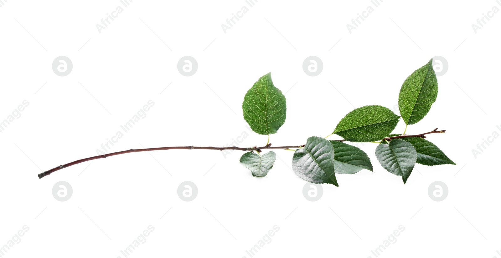 Photo of Fresh apple tree leaves isolated on white