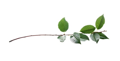 Photo of Fresh apple tree leaves isolated on white