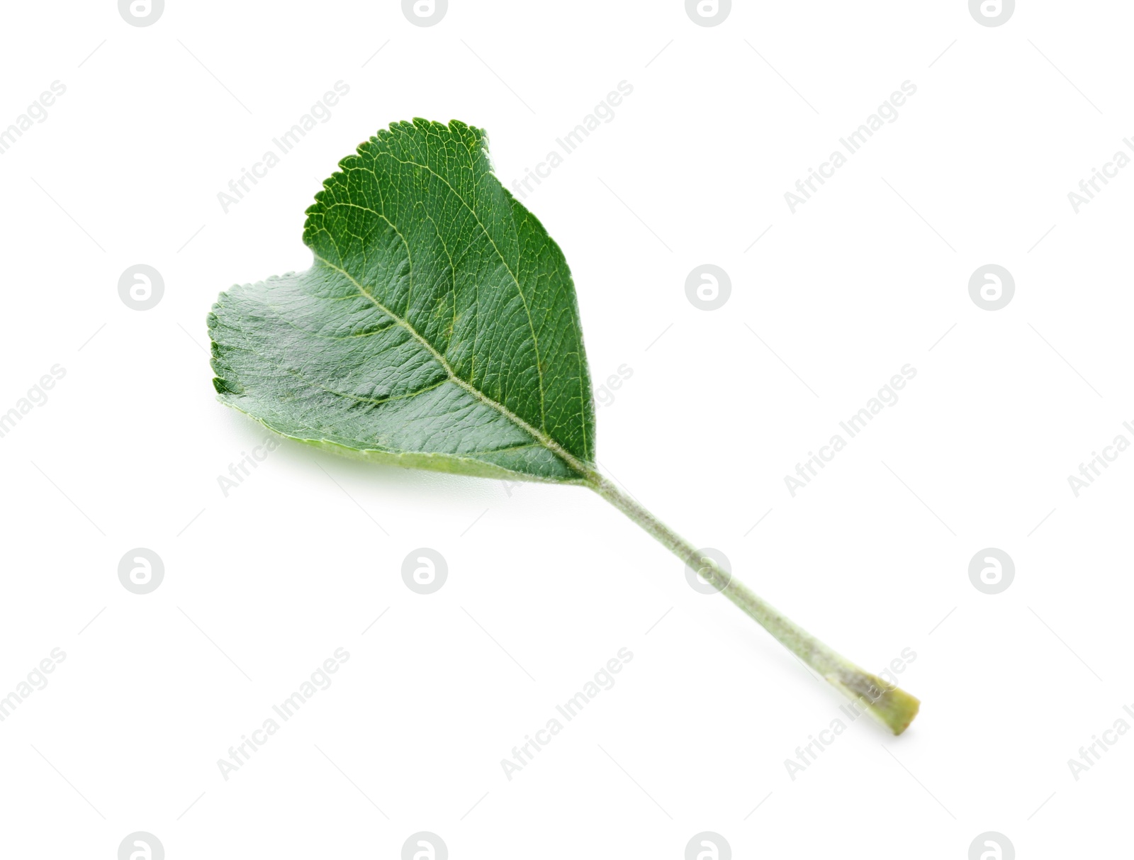 Photo of One fresh apple tree leaf isolated on white