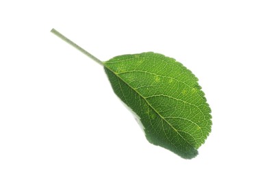 Photo of One fresh apple tree leaf isolated on white