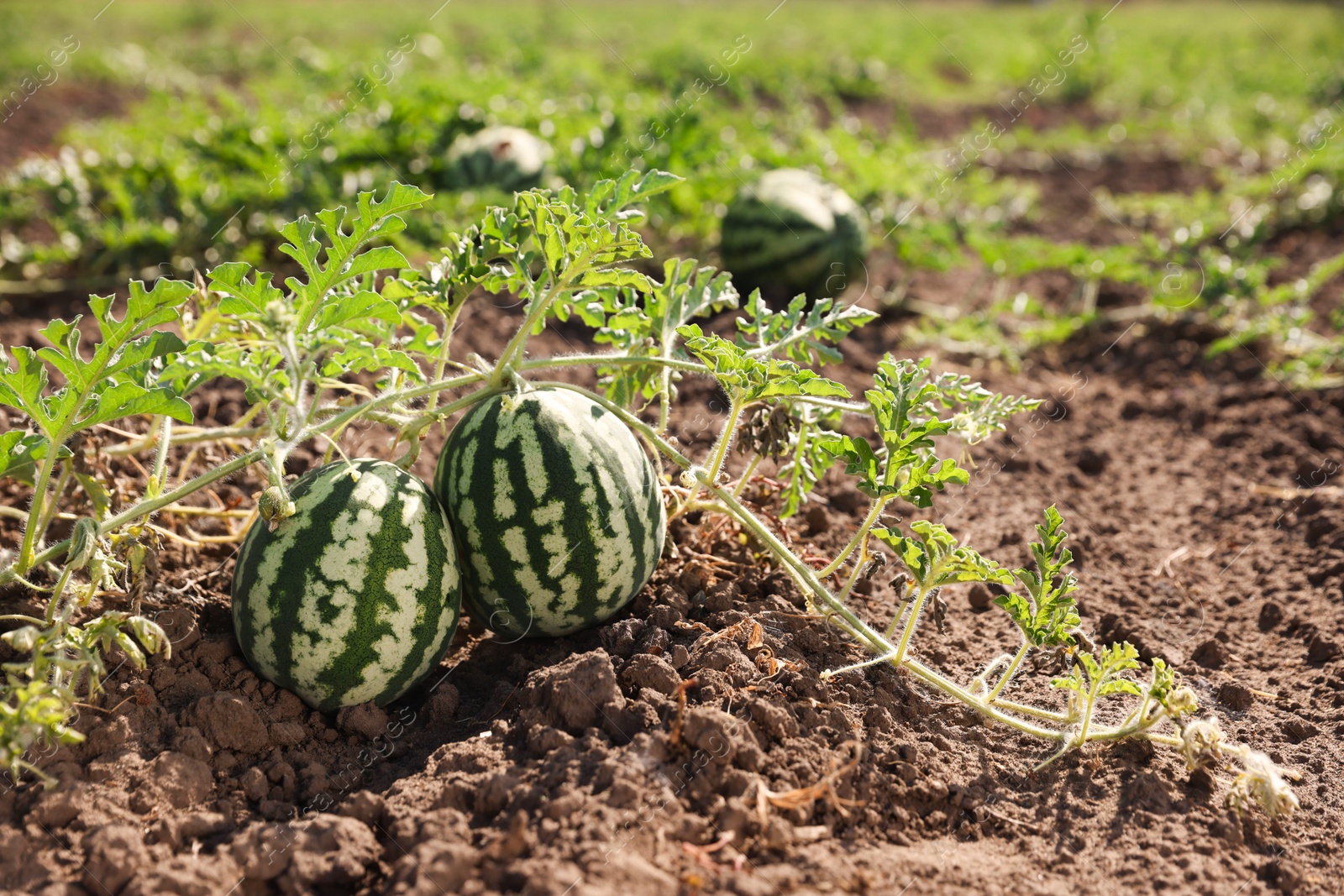 Photo of Ripe watermelons growing in field on sunny day