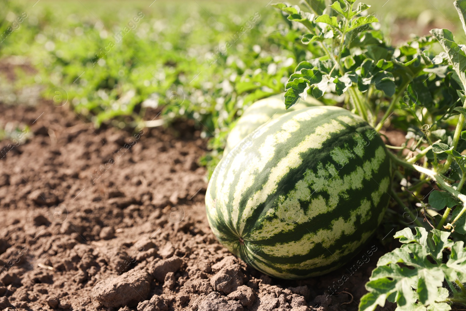 Photo of Ripe watermelon growing in field on sunny day, closeup. Space for text