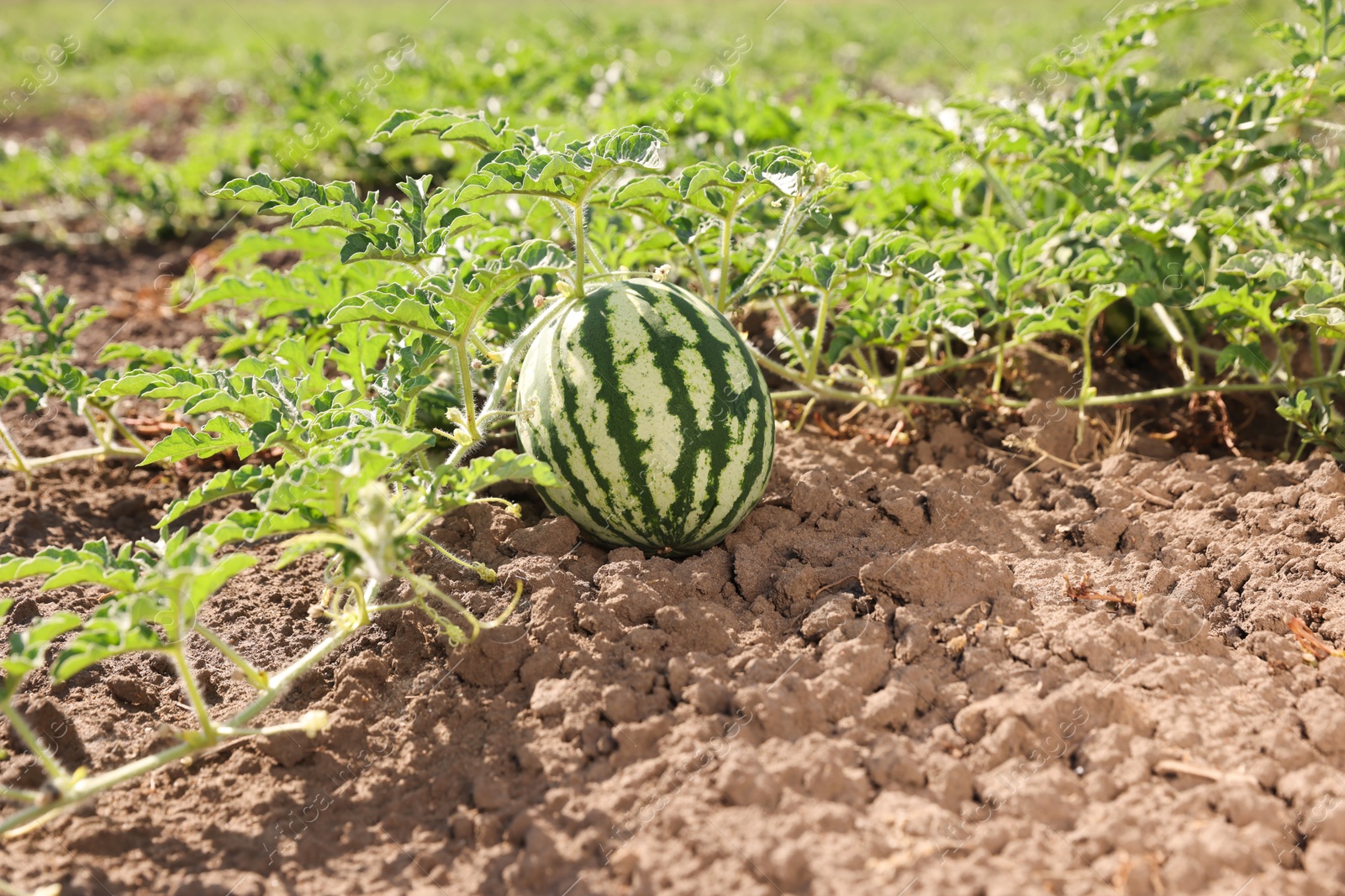 Photo of Ripe watermelon growing in field on sunny day