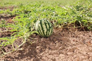 Ripe watermelon growing in field on sunny day