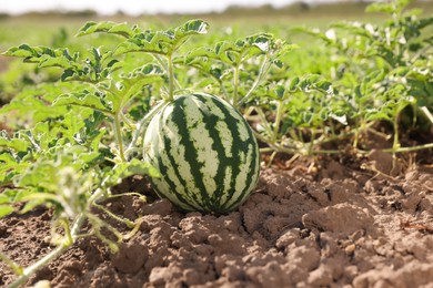 Photo of Ripe watermelon growing in field on sunny day