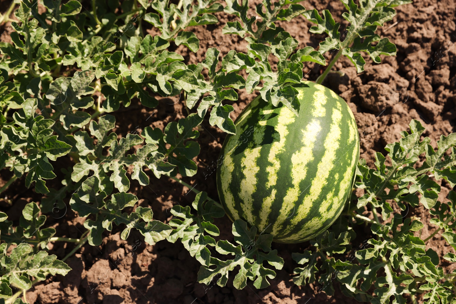 Photo of Ripe watermelon growing in field on sunny day, above view