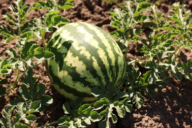 Photo of Ripe watermelon growing in field on sunny day, closeup