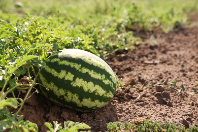 Photo of Ripe watermelon growing in field on sunny day, space for text