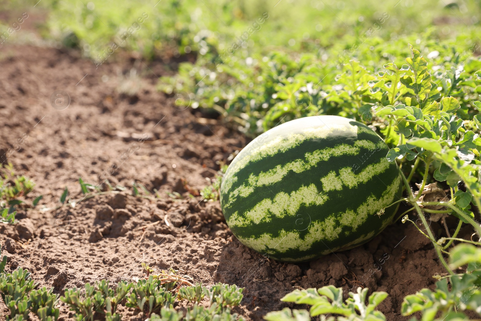 Photo of Ripe watermelon growing in field on sunny day, space for text