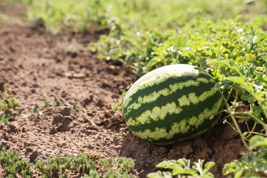 Ripe watermelon growing in field on sunny day, space for text