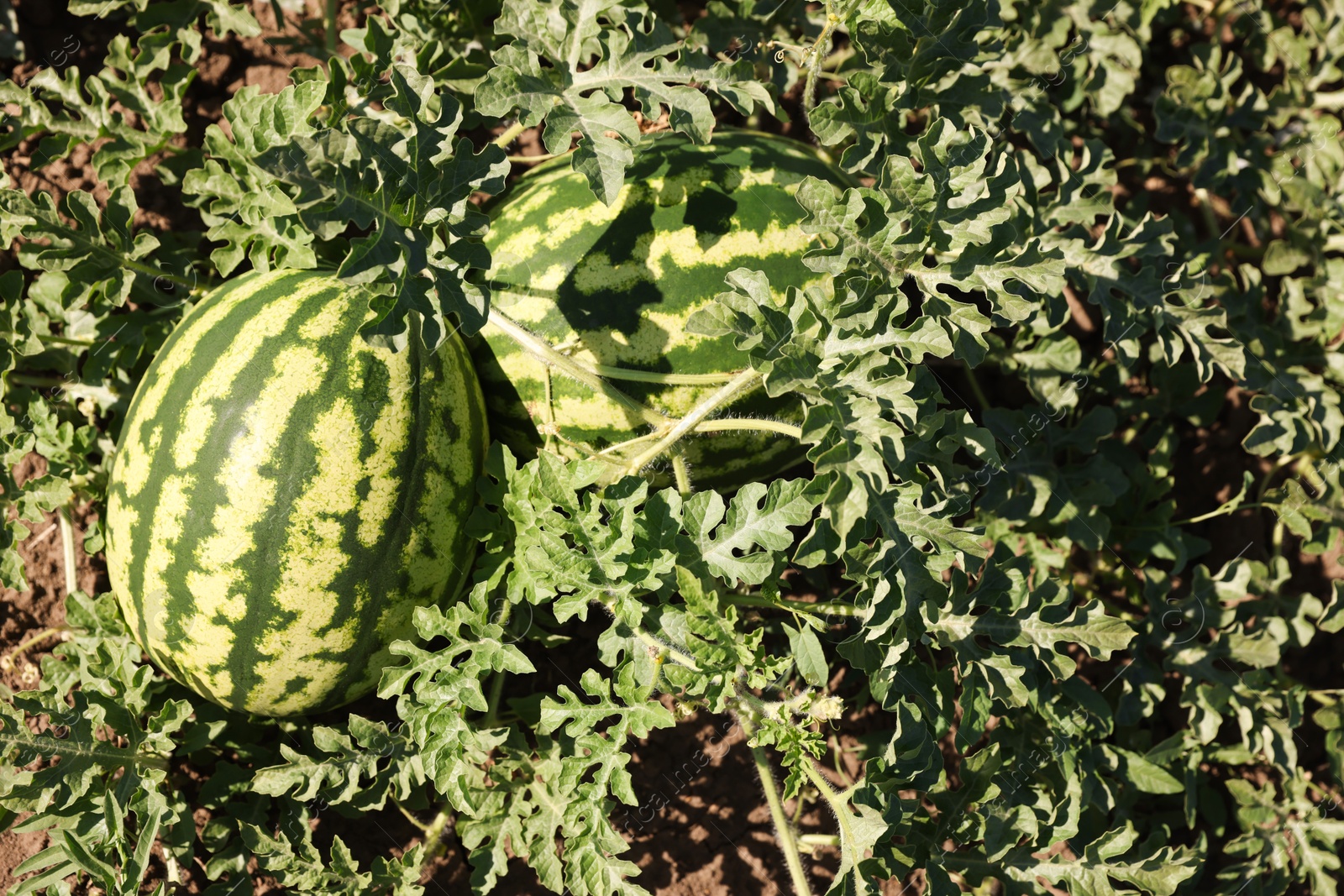 Photo of Ripe watermelons growing in field on sunny day, top view