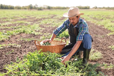 Photo of Man picking ripe watermelons in field on sunny day