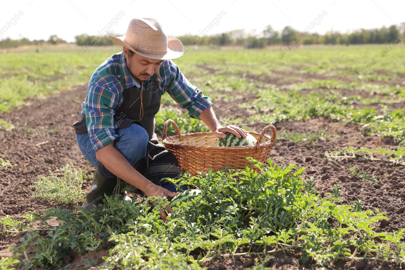 Photo of Man picking ripe watermelons in field on sunny day