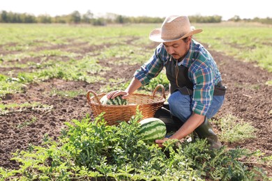 Photo of Man picking ripe watermelons in field on sunny day