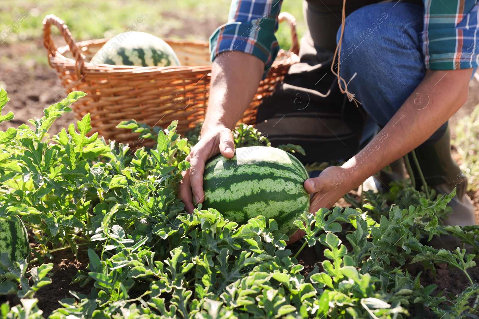 Photo of Man picking ripe watermelons in field on sunny day, closeup