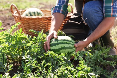 Man picking ripe watermelons in field on sunny day, closeup