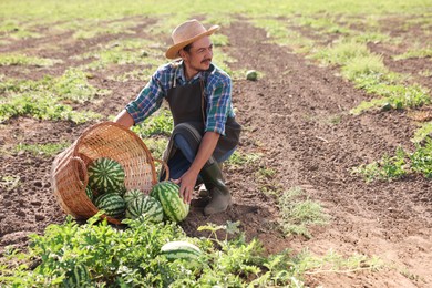 Photo of Man picking ripe watermelons in field on sunny day, space for text