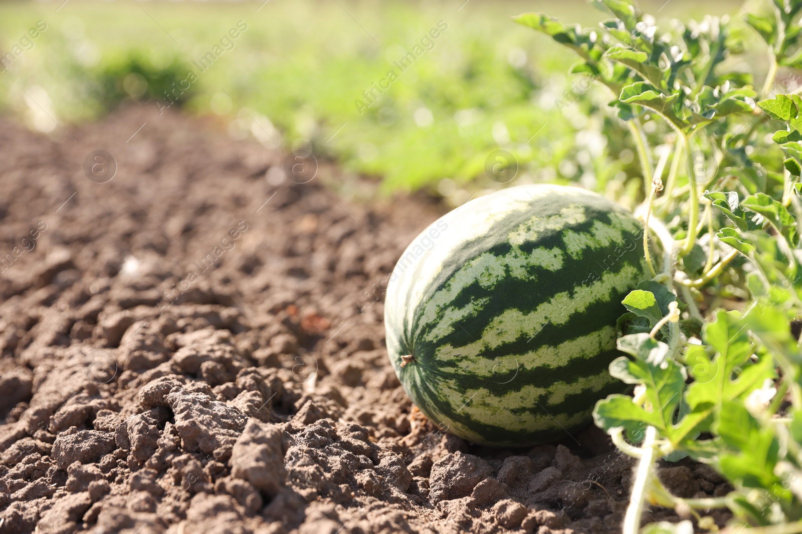 Photo of Ripe watermelon growing in field on sunny day, space for text