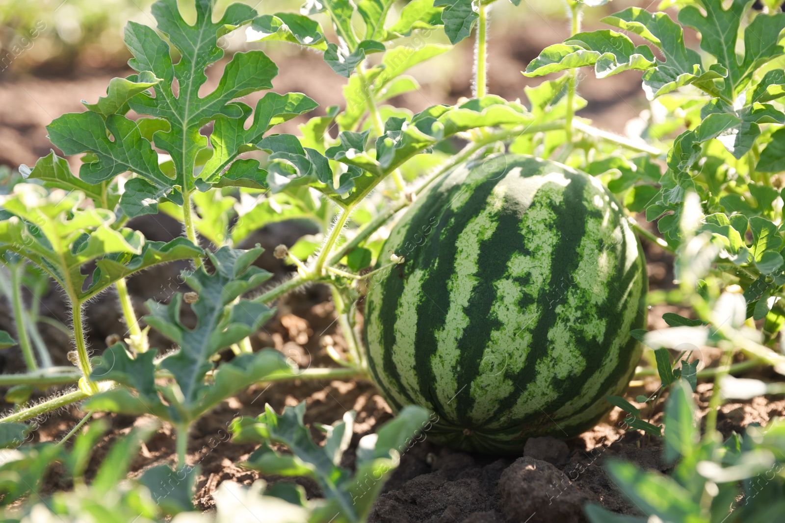 Photo of Ripe watermelon growing in field on sunny day, closeup