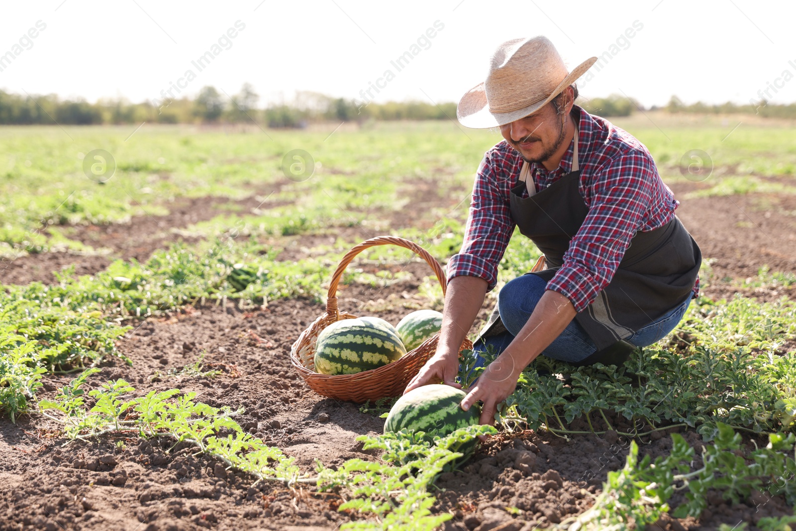 Photo of Man picking ripe watermelons in field on sunny day