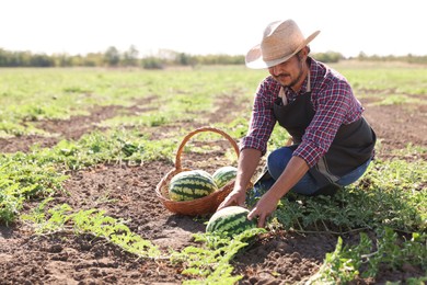 Man picking ripe watermelons in field on sunny day