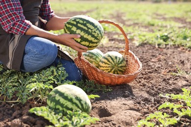 Photo of Man picking ripe watermelons in field on sunny day, closeup