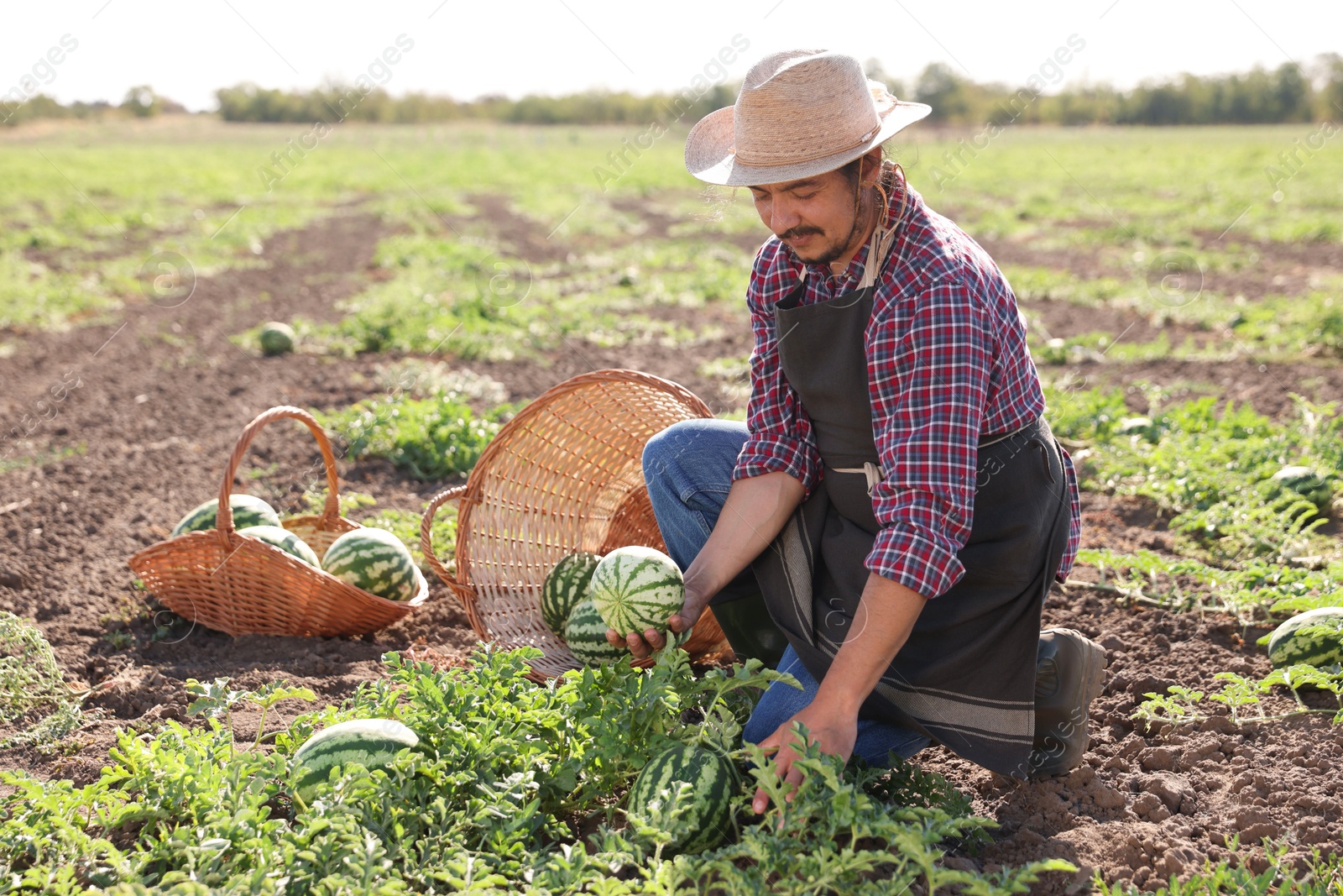 Photo of Man picking ripe watermelons in field on sunny day