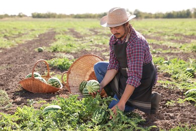 Man picking ripe watermelons in field on sunny day