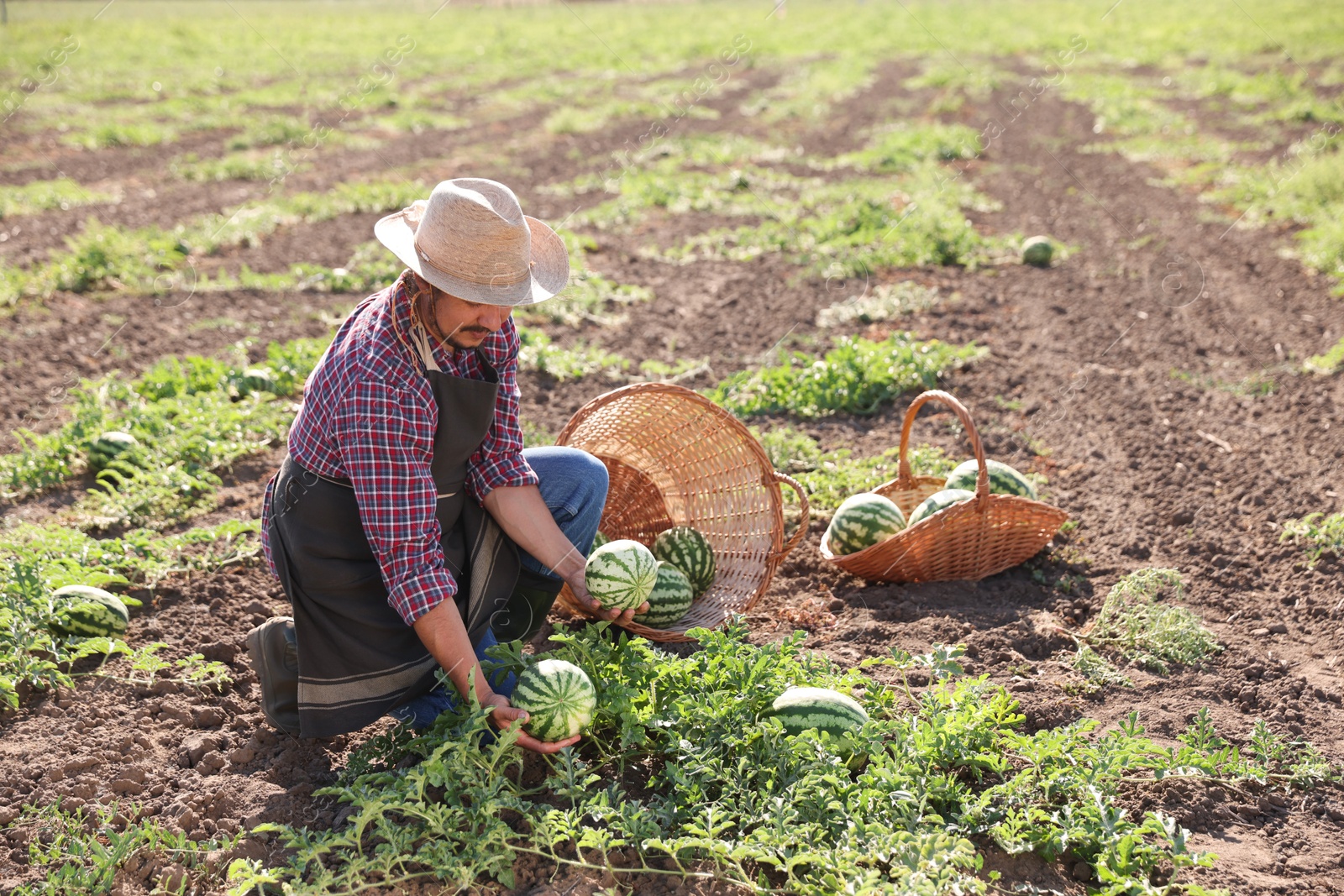 Photo of Man picking ripe watermelons in field on sunny day