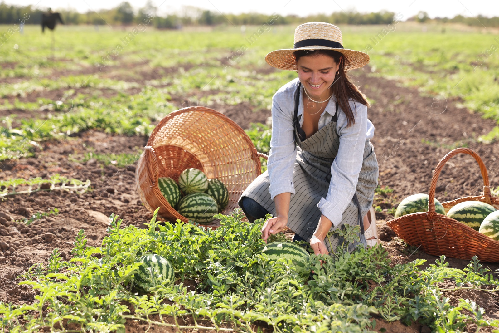 Photo of Woman picking ripe watermelons in field on sunny day