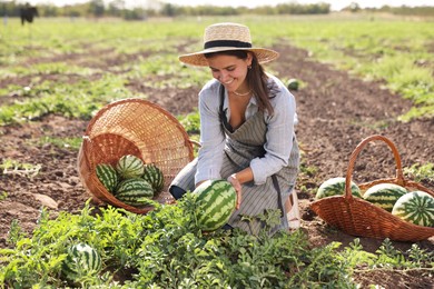 Photo of Woman picking ripe watermelons in field on sunny day