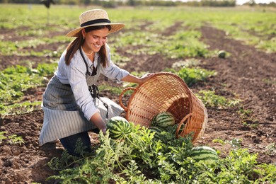 Woman picking ripe watermelons in field on sunny day