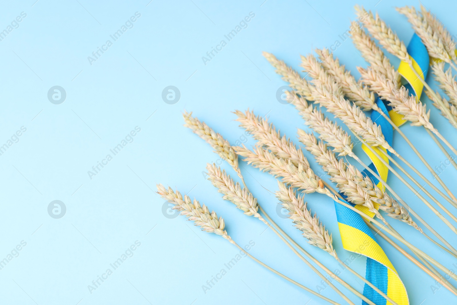 Photo of Ears of wheat with ribbon in colors of Ukrainian national flag on light blue background, closeup. Space for text