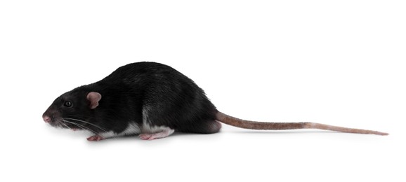 Photo of One cute small rat on white background