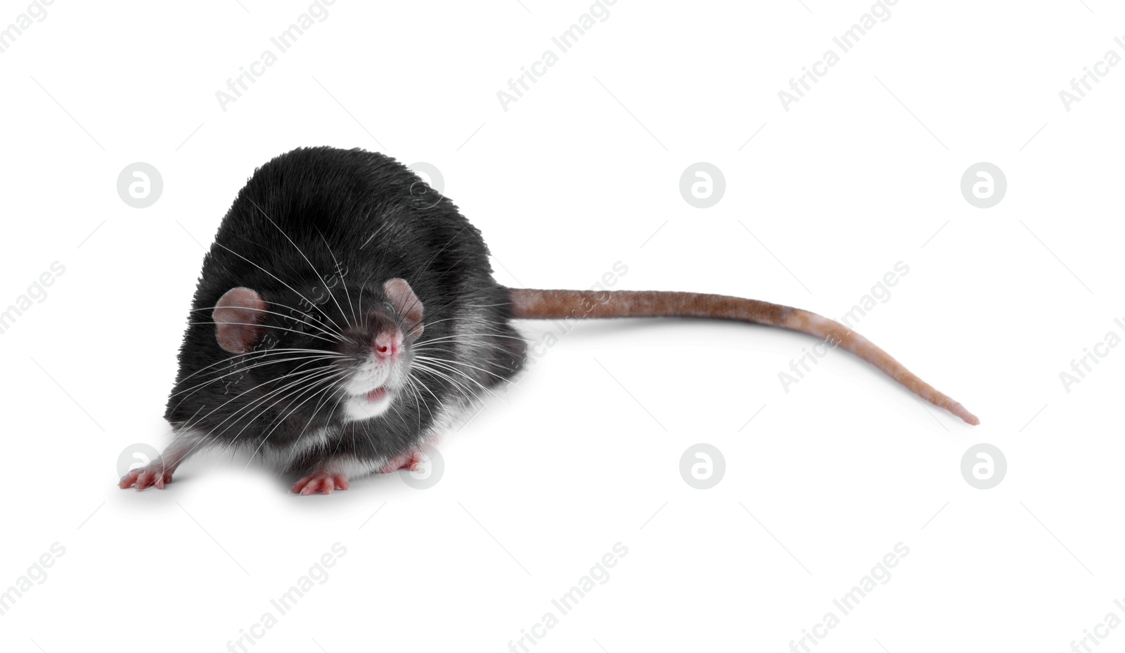 Photo of One cute small rat on white background