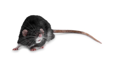 Photo of One cute small rat on white background