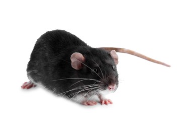 Photo of One cute small rat on white background