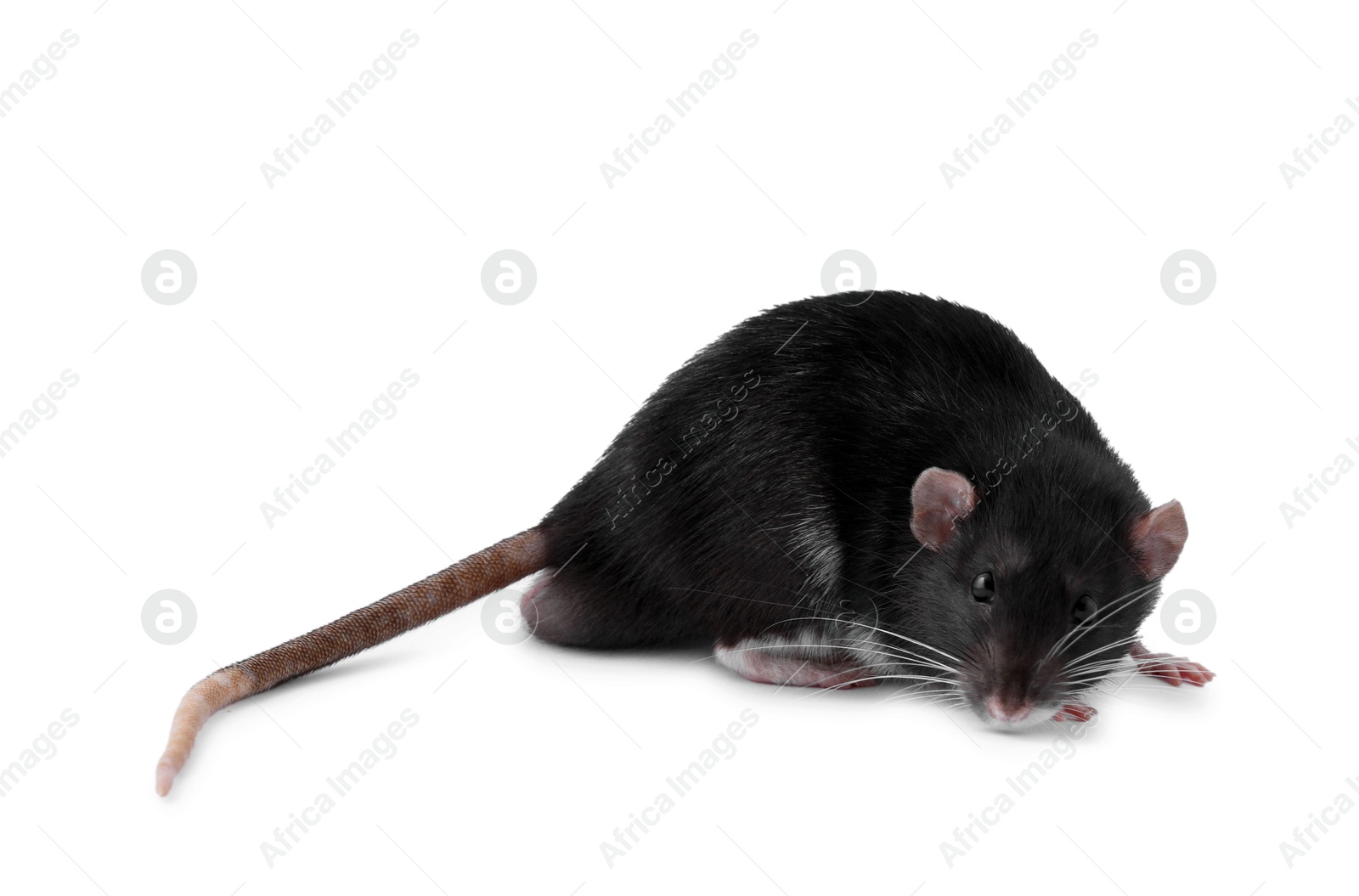 Photo of One cute small rat on white background