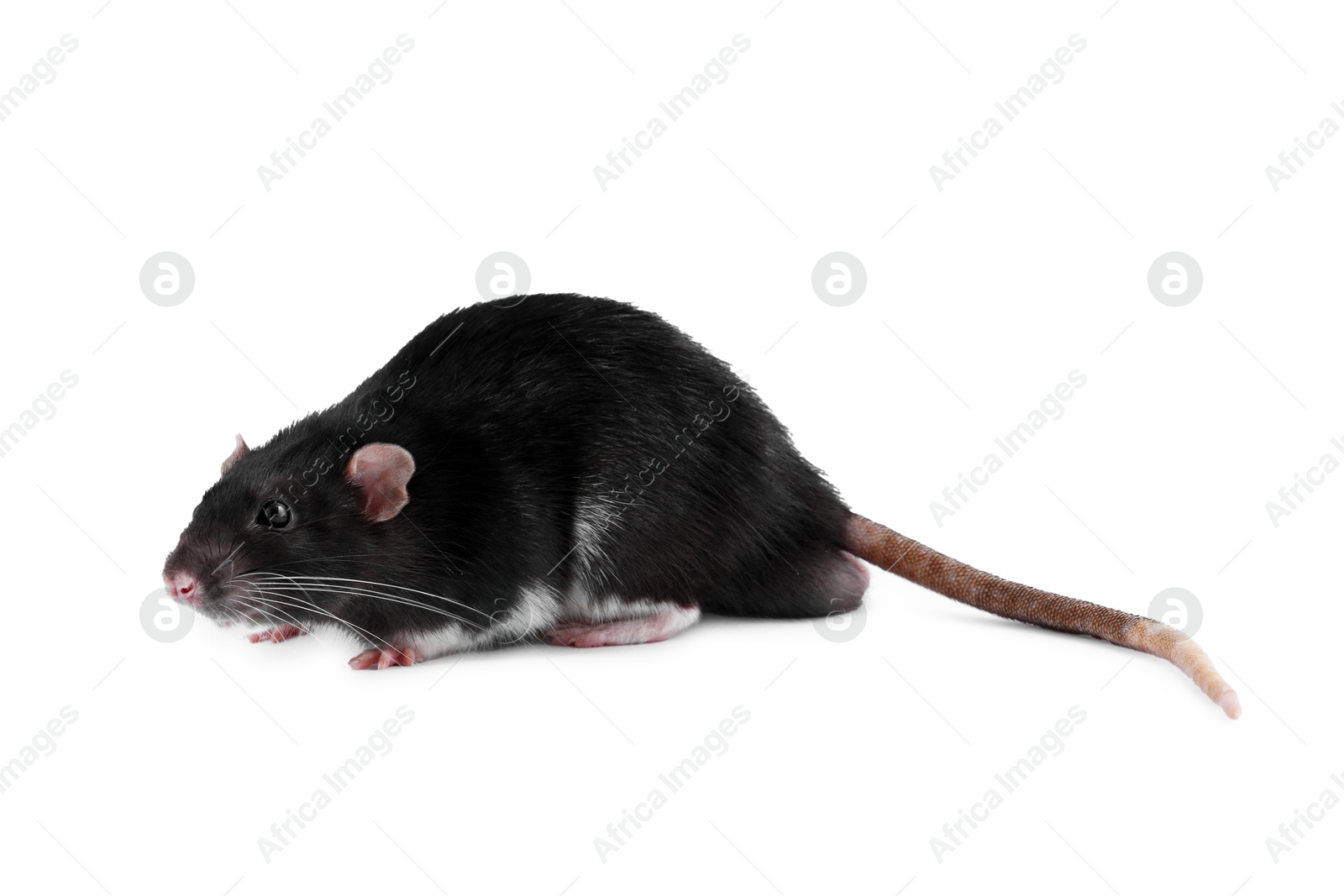 Photo of One cute small rat on white background