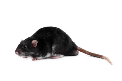 One cute small rat on white background