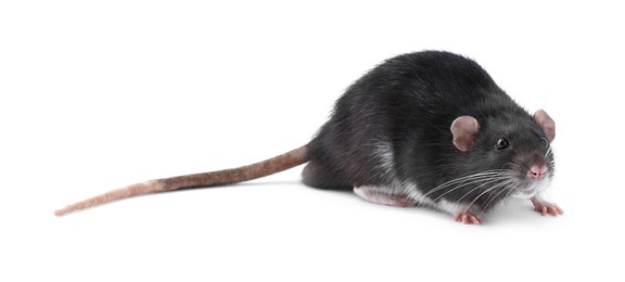 Photo of One cute small rat on white background