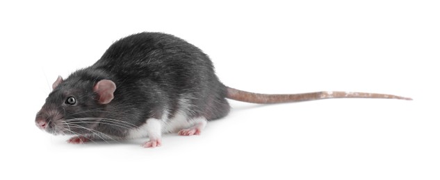 Photo of One cute small rat on white background