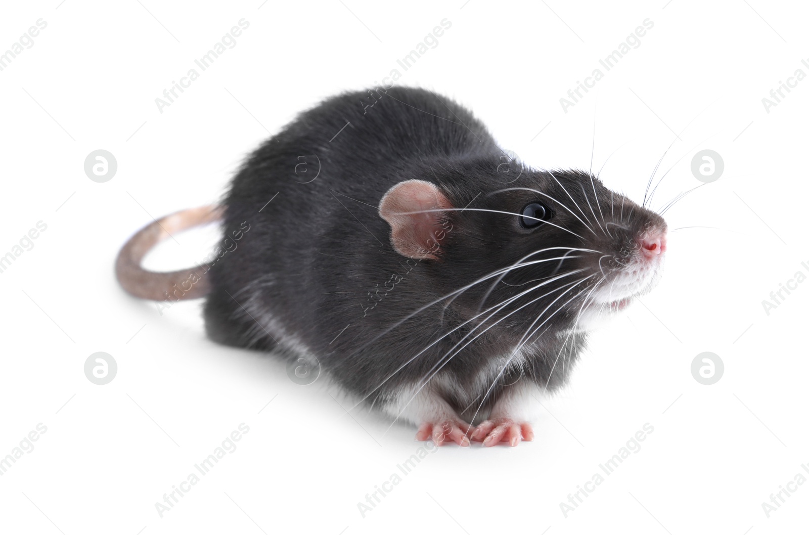 Photo of One cute small rat on white background