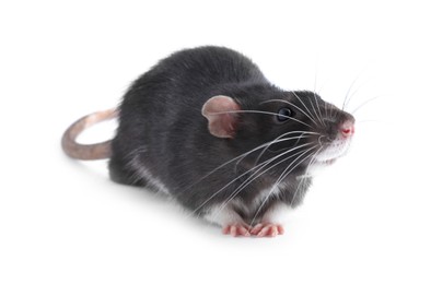 One cute small rat on white background