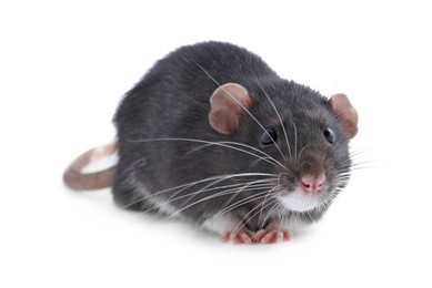 Photo of One cute small rat on white background