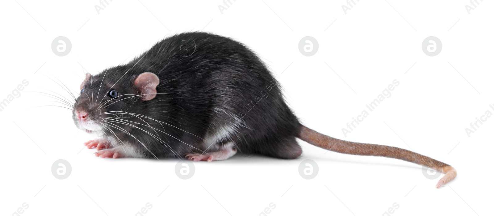 Photo of One cute small rat on white background