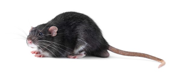 One cute small rat on white background