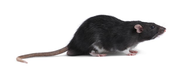 Photo of One cute small rat on white background