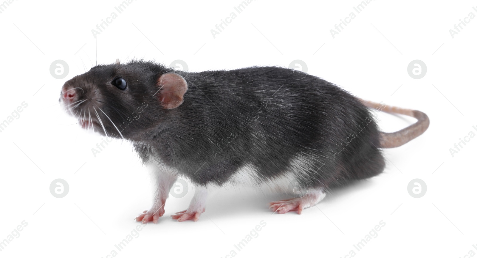 Photo of One cute small rat on white background