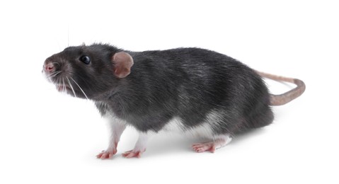 Photo of One cute small rat on white background